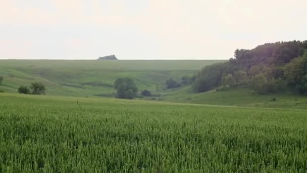 Rüzgarda Sallanan Yeşil Buğday Tarlası Statik Görüntüler Gri Gökyüzü Arka — Stok video