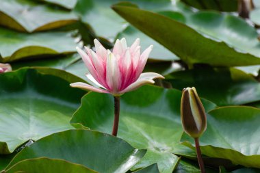 Pembe su zambağı çiçeği ve tomurcuk çiçeği. Gölette yeşil yapraklı nilüfer çiçeği.