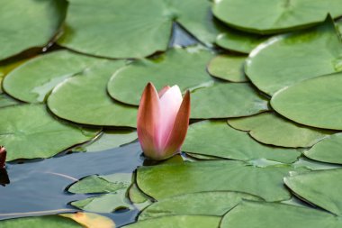 Pembe canlı su zambak çiçeği tomurcuğu. Gölette yeşil yapraklı nilüfer çiçeği.