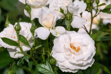 Güneşli yeşillikte açan beyaz güller, yakın plan. Romantik çiçek dekorasyonu