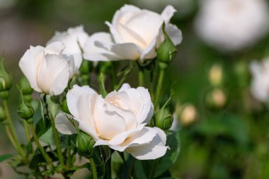 Güneşli yeşillikte açan, arka planda bulanık beyaz güller. Romantik çiçek dekorasyonu