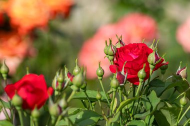 Tomurcuklu kırmızı muhteşem gül, güneşli yeşillikte, yakın plan, bulanık yeşil arka plan