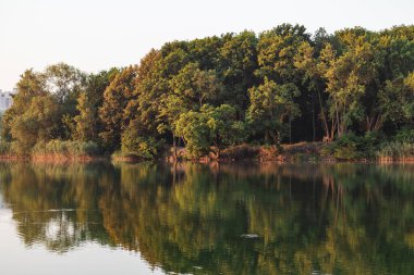 Sakin bir gün doğumu, nehirde şafak, ayna suyunda orman yansıması. Güneş ışığında ağaçlar ve sazlıklar, doğa.