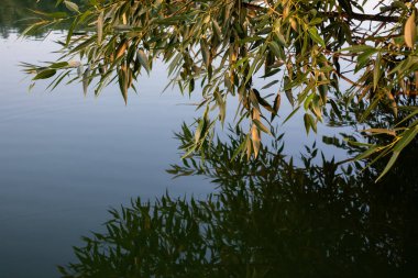 Yaprakları ılık bir sabah ışığında, ayna mavi sakin nehir yüzeyinde yansıyan ağaç dalları. Doğa yeşili yakın plan