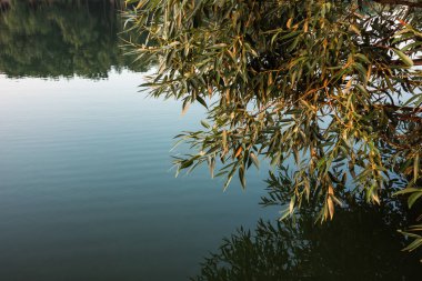 Sıcak sabah ışığında yaprakları olan yeşil ağaç dalları ayna nehri su yüzeyine yansıyor. Doğa yeşilliği yakın plan