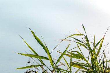Nehirde yeşil çimen bıçakları ve bulanık su arkaplanı. Yazın göl kenarındaki yeşillik.