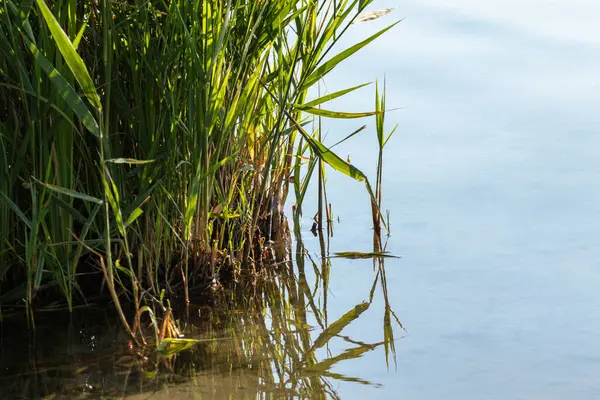 Gölde büyüyen yeşil sazlıklar ve suyun yansıması. Kumlu göl kıyısında yaz yeşilliği. Yakın plan.