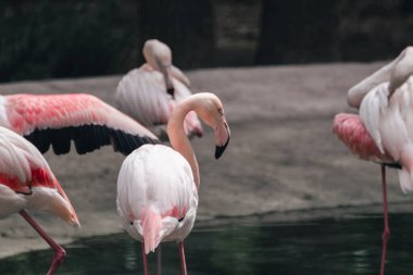 Pembe flamingo dalış yapan kuşlar, arka planda bulanıklık olan bir göletin yanında.