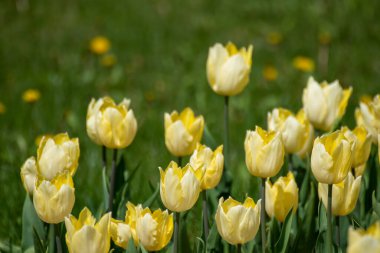 Sarı laleler yeşillikte, çiçek tarlaları kapalı yeşil arkaplan, bahar çiçekleri
