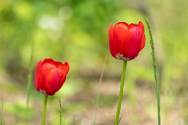 Kırmızı laleler yakın plan, bahar çiçekleri, bulanık yeşil çayır bokeh arka plan. Seçici odaklı romantik çiçek bitki örtüsü.