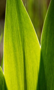 Parlak güneşli yeşil çimenler arka planda bulanık bir şekilde bahçede parlıyor. Bahar güneşli yeşillik