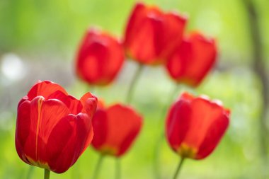 Kırmızı laleler yakın plan çiçek açar, bahar çiçekleri bulanık yeşil bokeh arka plan. Seçici odaklı romantik botanik yeşilliği