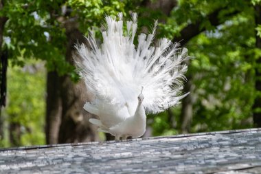 Beyaz Peafowl erkeği kuyruğunu gösteriyor. Lösizmli kuş, güneşli arka planda beyaz tüyler.