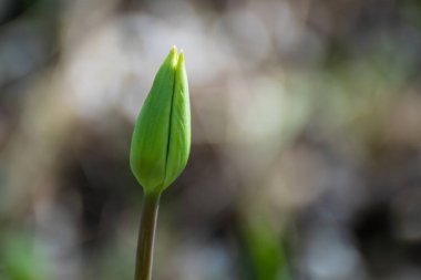 Baharda yakın plan yeşil lale tomurcukları, bulanık arkaplan çiçekleri. Seçici odaklı romantik botanik yeşilliği