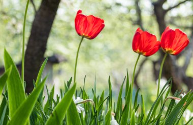 Baharda yeşil yapraklı kırmızı laleler güneşli bahçede, bulanık arkaplanlı çiçekler. Seçici odaklı romantik botanik yeşilliği