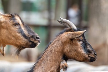 Kahverengi keçi kafası, arka planda bulanıklık olan çiftlik avlusunda boynuz profili yakın plan. Evcil hayvanlar yetiştiriyor.