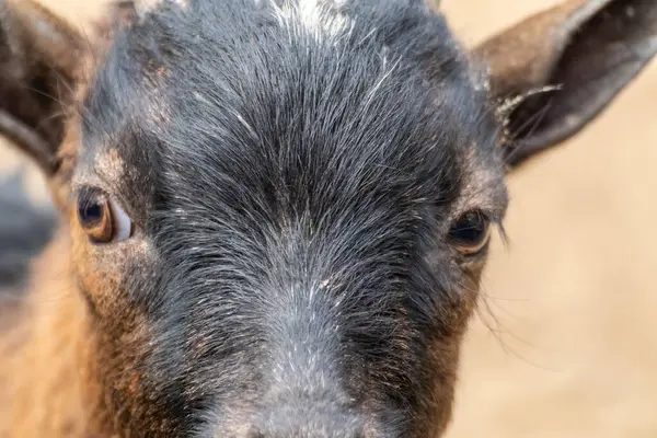 Brown and black goat face looking forward close-up. Domestic animals breeding