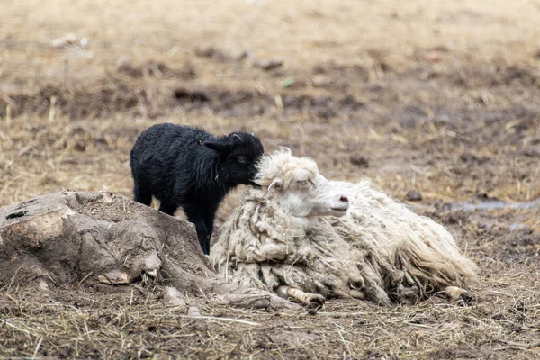 White fluffy sheep with black lamb resting on farm ground. Domestic animal laying down