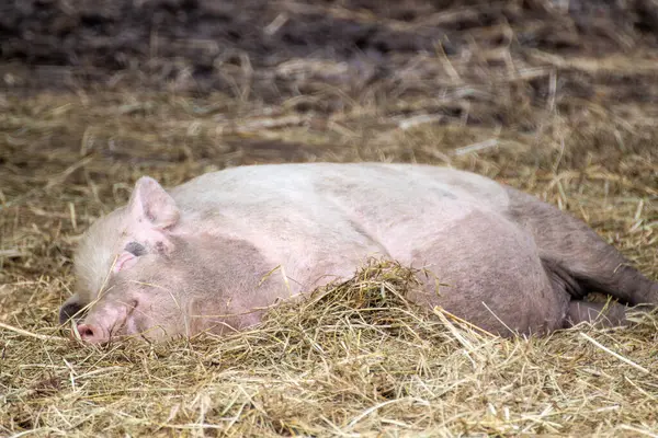 Pink big pig peacefully sleeping in straw on animal farm yard