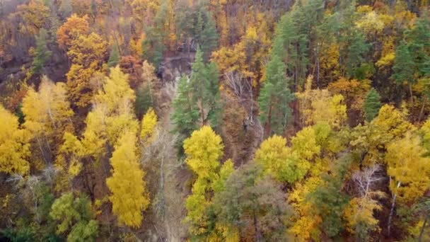Jesienna Antenowa Lalka Przed Punktem Widokowym Kozackiej Górze Kolorowym Lesie — Wideo stockowe