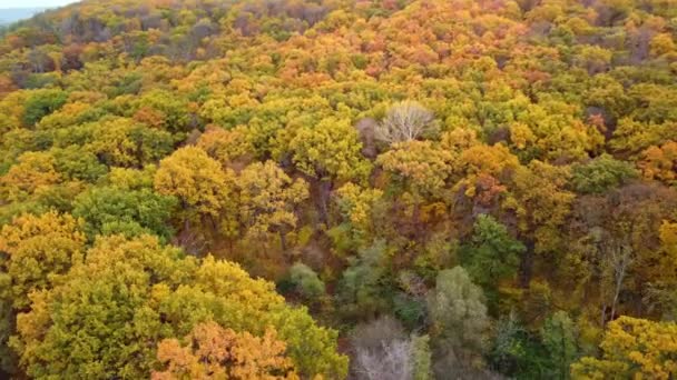 秋天的空中俯瞰着五彩斑斓的森林 在河畔的秋天生机勃勃的树林上飞翔 — 图库视频影像