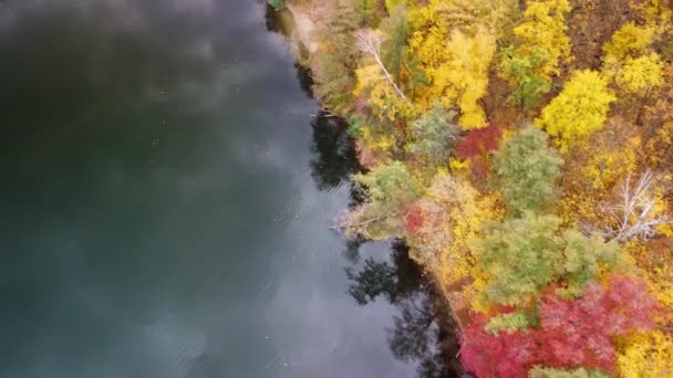 Jesienny Dron Powietrzny Spogląda Dół Rzeki Zalesionymi Kolorowymi Leśnymi Brzegami — Wideo stockowe