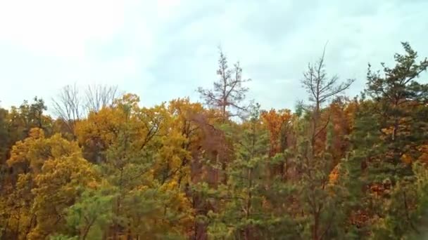Pemandangan Udara Titik Pandang Gunung Cossack Hutan Musim Gugur Yang — Stok Video