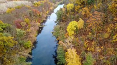 Sonbahar insansız hava aracı, nehrin üzerinden geriye doğru renkli altın orman nehir kıyılarıyla uçuyor. Ukrayna 'da aynalı sakin suyu olan Siverskyi Donets Nehri