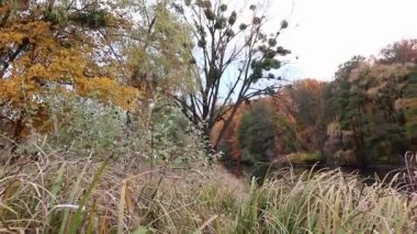 Sonbahar nehri kıyısında renkli ormanlarla ve Ukrayna 'da sakin ayna suyuyla sazlıklar arasında yürürken