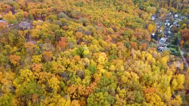Autumn Aerial Colorful Yellow Forest Летающие Над Осенними Яркими Деревьями — стоковое видео