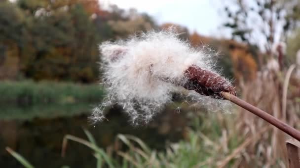Flauschig Unscharfe Rohrkolben Grassamen Wehen Wind Nahaufnahme Auf Herbst Fluss — Stockvideo