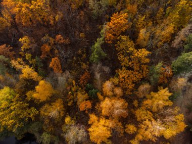 Sonbahar hava aracı nehir kıyısındaki renkli altın ağaçlara bakıyor. Sonbahar bereketli ormanı