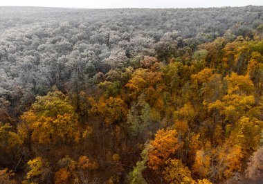 Sonbahardan kışa, orman doğasına geçiş. Siyah-beyaz 'dan altın-sonbahar renk değişimine