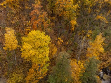 Sonbahar havası nehir kıyısındaki altın ağaçlara tepeden bakıyor. Sonbahar canlı orman manzarası