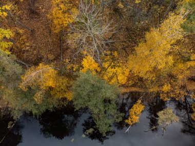 Sonbahar hava aracı nehir kıyısında renkli sarı yeşil ağaçlarla birlikte nehrin aşağısına bakıyor. Ukrayna 'daki Siverskyi Donets Nehri sonbahar enerjisi