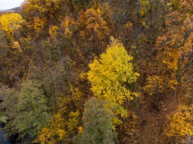 Sonbahar parlak renkli orman aşağı bakıyor. Sonbahar canlı doğa manzarası