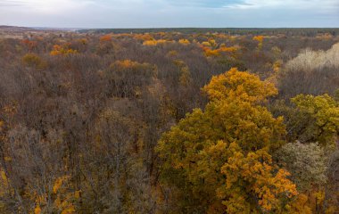 Gökyüzü bulutlu, havadan çıplak ağaçlar ormanı. Sonbahar doğa manzarası