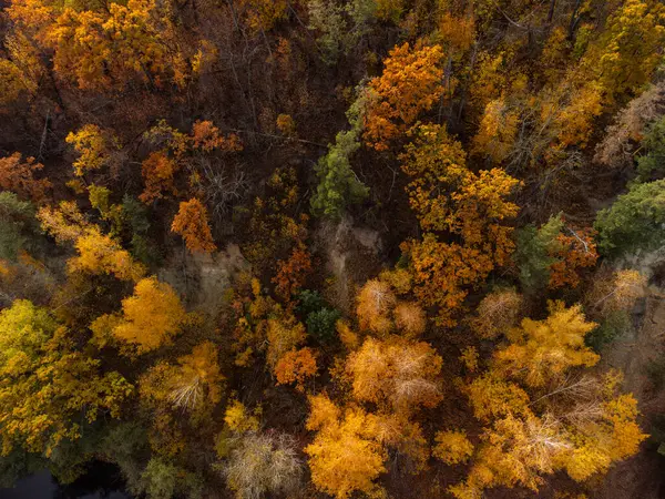 Sonbahar hava aracı nehir kıyısındaki renkli altın ağaçlara bakıyor. Sonbahar bereketli ormanı