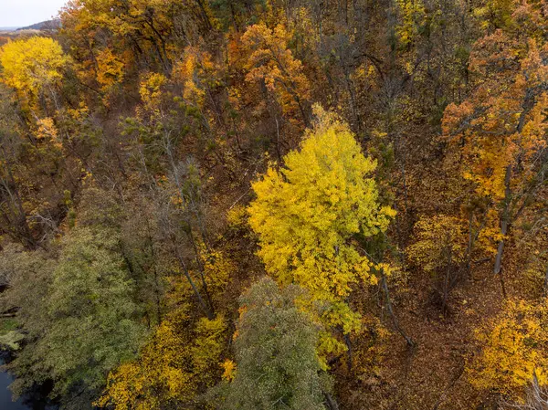 Sonbahar parlak renkli orman aşağı bakıyor. Sonbahar canlı doğa manzarası