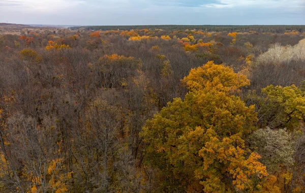 Gökyüzü bulutlu, havadan çıplak ağaçlar ormanı. Sonbahar doğa manzarası