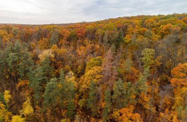 Sonbahar renkli bulutlu orman. Sonbahar Altın Orman Doğası