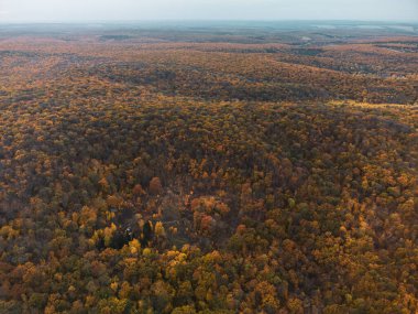 Tepelerdeki sonbahar altın ağaçları. Gri gökyüzüyle gökyüzü manzarası.