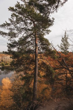 Sonbahar renklerinde, bulutlu gri gökyüzü ile nehir kenarındaki tepede uzun çam ağaçları.