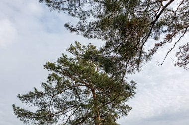Yeşil Çam Ağacı Dalları Gri Bulutlu Gökyüzü ile Vahşi Ormana Bakar