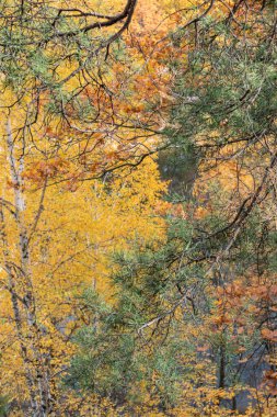 Güz Ormanı 'nda Çam Ağacı Dalları Bulanık Arkaplanlı Nehir kenarında