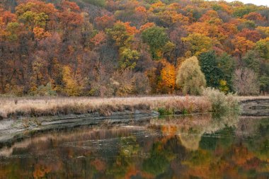 Riverside 'da Yansımalı Renkli Ağaçlarla Sonbahar Nehri Dönüşü. Ukrayna 'da Sonbahar Siverskyi Donets Nehri Güzelliği