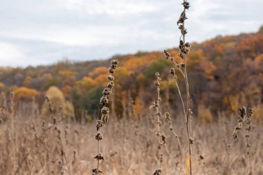 Sonbahar kuru otları, bulutlu gri gökyüzü ve kırsal manzaralı altın ağaçlara yakın çekim yapar.