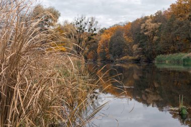 Sazlıklarla, altın ağaçlarla ve Siverskyi Donets Nehri 'ndeki yansımalarla dolu sakin bir nehir.