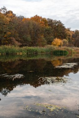 Ukrayna 'daki Siverskyi Donets Nehri' nde sonbahar sahnesi, altın ağaçlar ve huzurlu yansımalarla