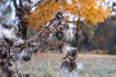 Sonbahar kurak tohum başlarının yakın plan görüntüsü altın sarısı manzaralı otlar